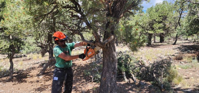 Sawyer chainsawing a piñon for fire mitigation near Crestone, Colorado